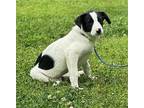 Bourke Great Pyrenees Puppy Female