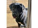 BEAUX Labrador Retriever Young Male