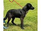 Opal Flat-Coated Retriever Puppy Female