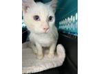 Adopt Tanner a Siamese