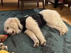 Gaia Great Pyrenees Adult Female