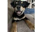Piper Spaniel (Unknown Type) Puppy Female