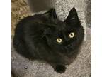 Mavrick Domestic Shorthair Kitten Male