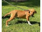 Obi-Wan Retriever (Unknown Type) Puppy Male