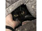 Mia Domestic Shorthair Young Female