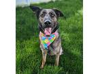 Lola German Shepherd Dog Adult Female