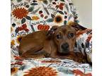 Prego Sauce Terrier (Unknown Type, Medium) Puppy Male