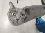 Sunshine Russian Blue Adult Female