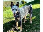 BLUE TELLICO Australian Cattle Dog Young Male