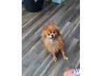 Prince Pomeranian Adult Male