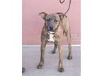 KAI Plott Hound Young Male