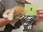 A602836 Domestic Mediumhair Kitten Male