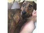 Galaxy Mountain Cur Adult Female