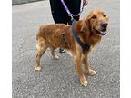 Conner Golden Retriever Adult Male