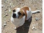 Max DD Rat Terrier Male