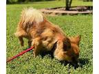 Anna Banana Pekingese Young Female