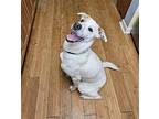 Jasper Labrador Retriever Young Male