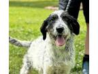 Vance German Wirehaired Pointer Puppy Male