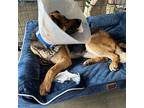 Maeve German Shepherd Dog Senior Female