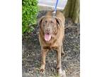 DELTA Labrador Retriever Young Female