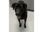 Payton Labrador Retriever Senior Male