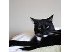 Boots Turkish Van Senior Male
