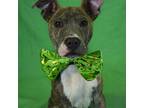 Wags American Pit Bull Terrier Young Male