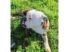 GOOBER American Bulldog Young Male