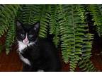 ZCL-C-Kittens American Shorthair Kitten Female