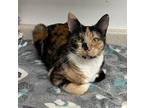 Tova Calico Kitten Female