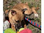 Lily Hound (Unknown Type) Puppy Female