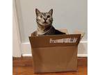 Dexter American Shorthair Adult Male