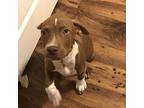 Cody Pup Labrador Retriever Puppy Male