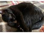 Raven Domestic Shorthair Young Female