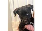 Lucy Schnauzer (Miniature) Puppy Female