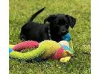 Aqua Retriever (Unknown Type) Puppy Female