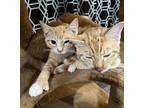 Pickles and Morris Domestic Shorthair Kitten Male