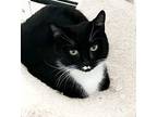 Domino Domestic Shorthair Adult Female