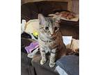 Snap Domestic Shorthair Kitten Female