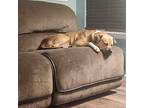 Buddy Boy Mastiff Young Male