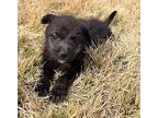 Marco Schnauzer (Miniature) Puppy Male