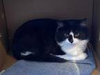 Sugar Domestic Shorthair Kitten Female