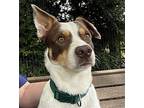 Eddie Jack Russell Terrier Young Male