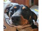 West Dachshund Male