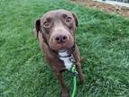 Hershey Labrador Retriever Adult Female