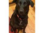Dixie Labrador Retriever Senior Female