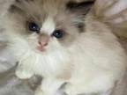 Max Ragdoll Kitten