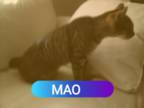 Manx Tabby Female