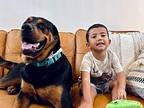 Mighty Moose Rottweiler Adult Male