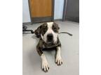 Bosco American Pit Bull Terrier Young Male